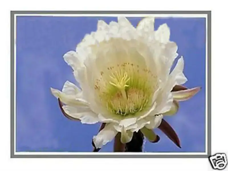 LG Display LP133WF1-SPA2 LCD